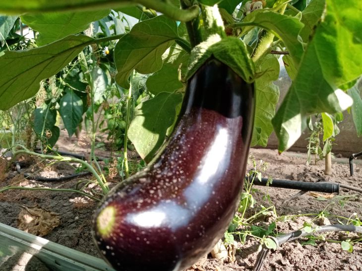 aubergine