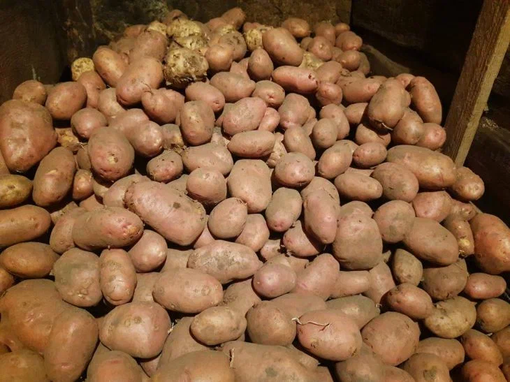 Potatis